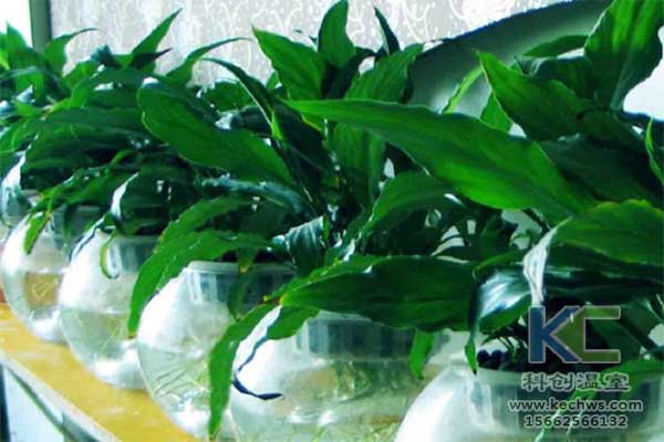 無土栽培，無土栽培技術，無土栽培設備