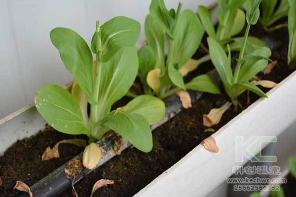 無土栽培，無土栽培技術(shù)，無土栽培設(shè)備