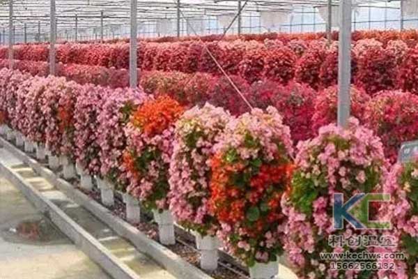 無土栽培，無土栽培技術，無土栽培設備