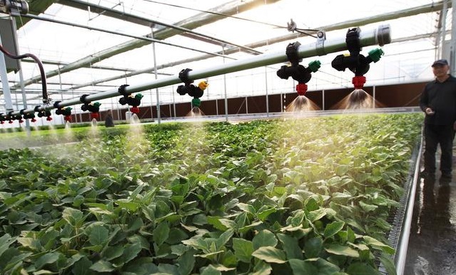 無土栽培,無土栽培技術(shù),無土栽培設(shè)備