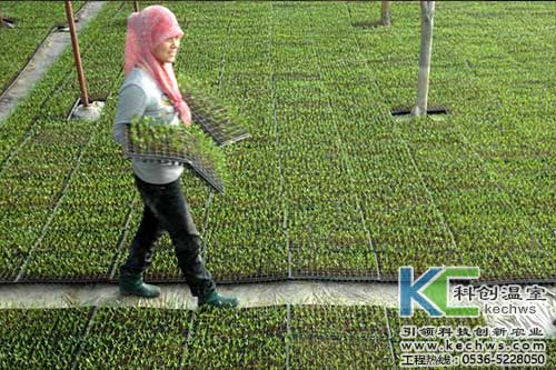 無土栽培，無土栽培技術，無土栽培設備