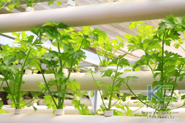 無(wú)土栽培，無(wú)土栽培技術(shù)，無(wú)土栽培設(shè)備