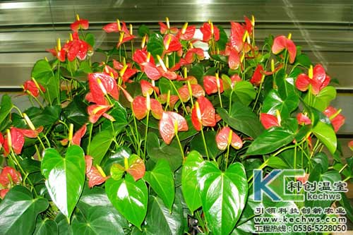 無土栽培，無土栽培技術(shù)，無土栽培設(shè)備