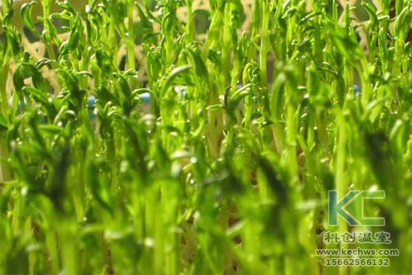 無(wú)土栽培，無(wú)土栽培基質(zhì)