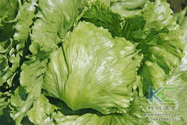 無(wú)土栽培，無(wú)土栽培技術(shù)