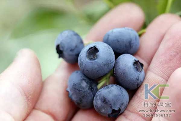 無土栽培，無土栽培技術(shù)，無土栽培設(shè)備