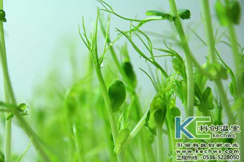 無土栽培，無土栽培技術，無土栽培設備