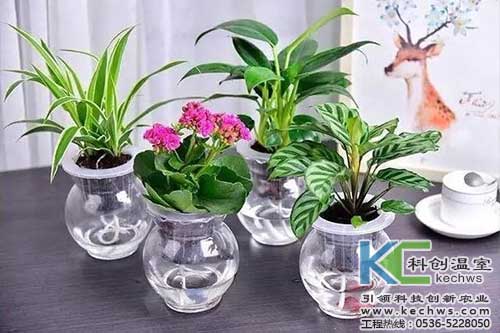 無(wú)土栽培，無(wú)土栽培技術(shù)，無(wú)土栽培設(shè)備