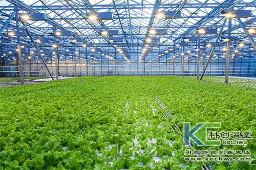 無土栽培，水培，營養液