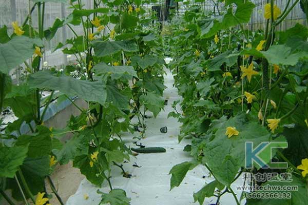 無土栽培，無土栽培技術，無土栽培設備