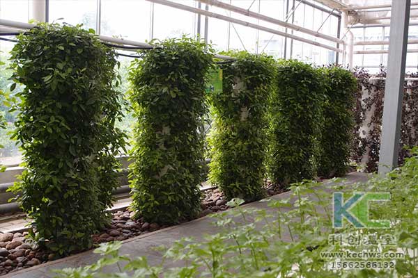無土栽培，無土栽培技術，無土栽培設備