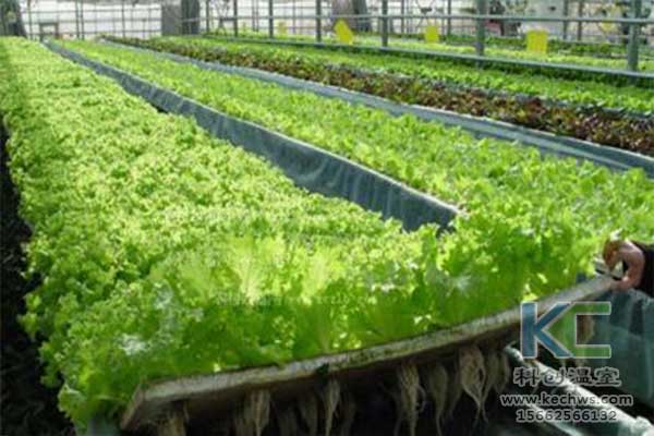 無土栽培，無土栽培技術(shù)，無土栽培設(shè)備