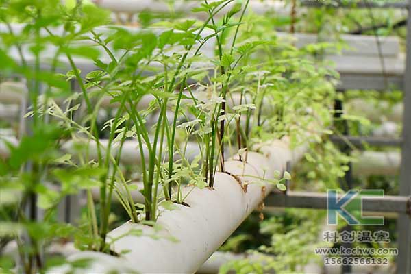 無(wú)土栽培，無(wú)土栽培技術(shù)，無(wú)土栽培設(shè)備