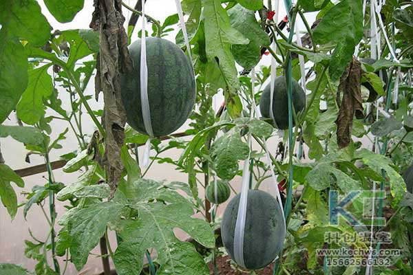 無土栽培，無土栽培技術(shù)，無土栽培設(shè)備