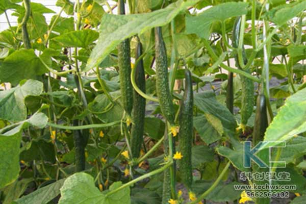 無(wú)土栽培，無(wú)土栽培技術(shù)，無(wú)土栽培設(shè)備