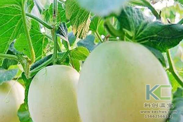 無土栽培，無土栽培技術(shù)，無土栽培設(shè)備