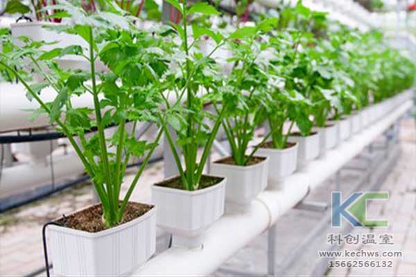無(wú)土栽培，無(wú)土栽培技術(shù)，無(wú)土栽培設(shè)備