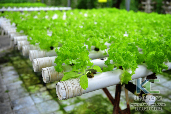 無土栽培，無土栽培技術，無土栽培設備