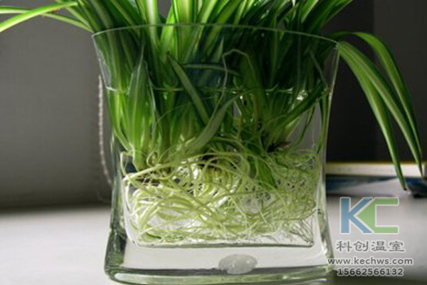 無土栽培，無土栽培技術，無土栽培設備