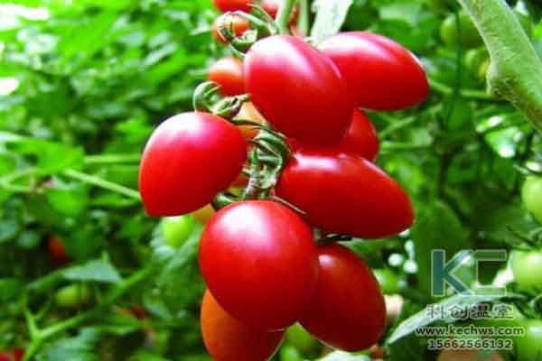 無土栽培技術，蔬菜大棚建設，溫室大棚，無土栽培