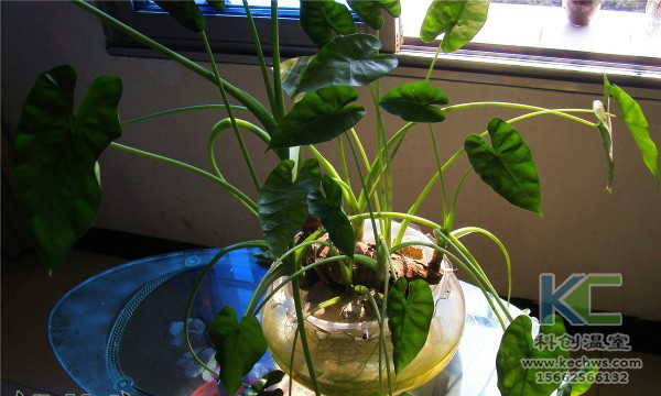 無(wú)土栽培，無(wú)土栽培技術(shù)，無(wú)土栽培設(shè)備