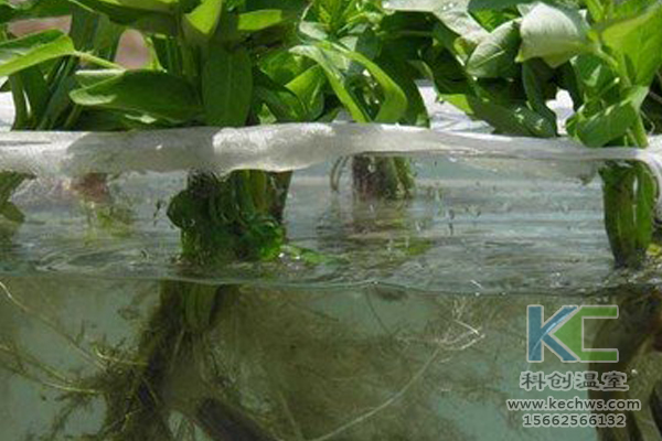 有機蔬菜栽培，無土栽培技術(shù)，無土栽培，溫室大棚