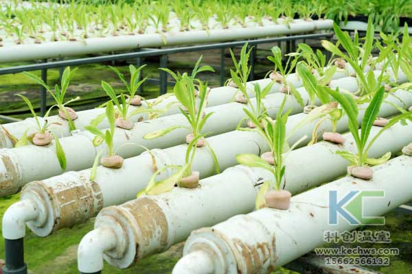 無土栽培,無土栽培技術,無土栽培設備