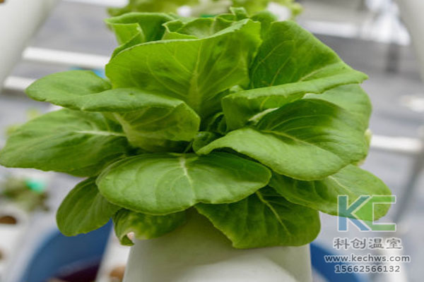 無(wú)土栽培，無(wú)土栽培技術(shù)，無(wú)土栽培設(shè)備