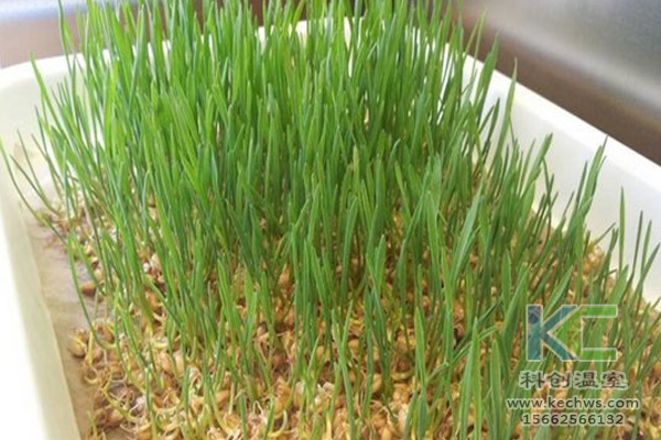 無土栽培技術，無土栽培設備，無土栽培，溫室大棚