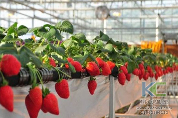 無土栽培，無土栽培技術(shù)，無土栽培設(shè)備