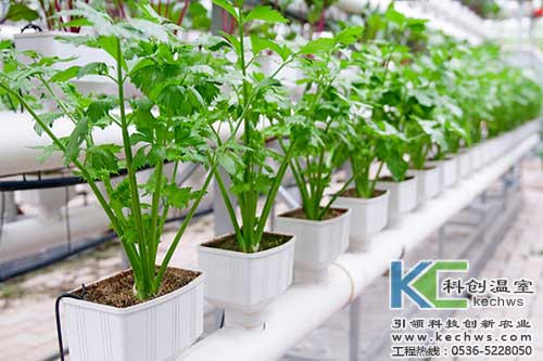 無土栽培,無土栽培技術(shù),無土栽培設(shè)備