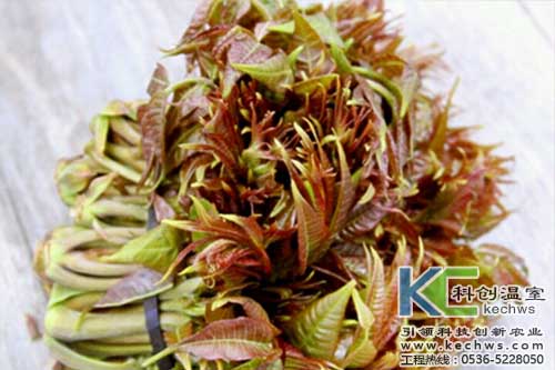 無土栽培，無土栽培技術，無土栽培設備