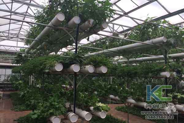 無土栽培技術，無土栽培設備，無土栽培，溫室大棚