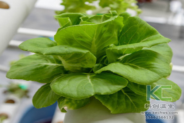 無(wú)土栽培，無(wú)土栽培技術(shù)，無(wú)土栽培設(shè)備