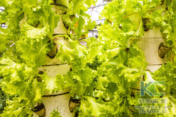 無土栽培，無土栽培技術(shù)，無土栽培設(shè)備