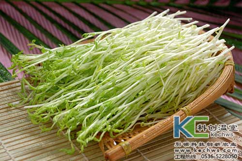 無土栽培，無土栽培技術，無土栽培設備