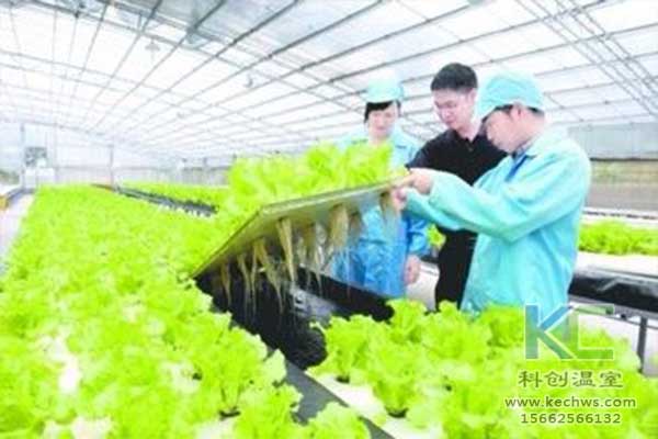 無土栽培，無土栽培技術(shù)，無土栽培設(shè)備