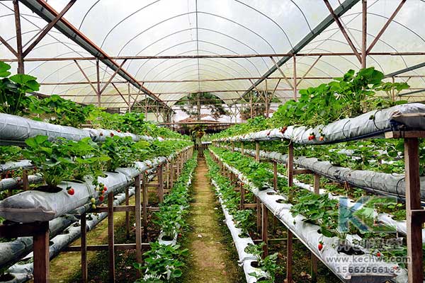 無土栽培，無土栽培技術，無土栽培設備