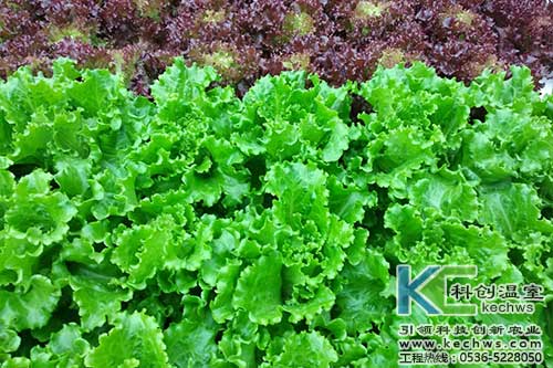 無土栽培，無土栽培技術，無土栽培設備