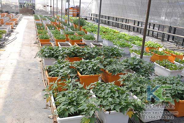 無土栽培，無土栽培技術，無土栽培設備