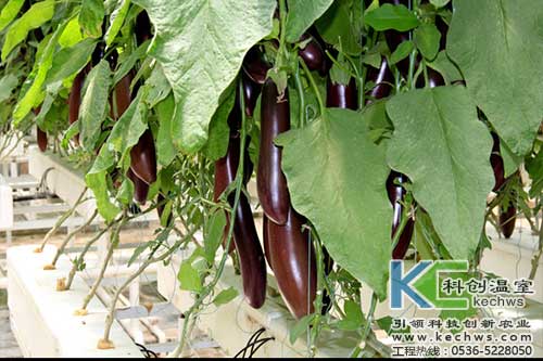 無土栽培，無土栽培技術，無土栽培設備