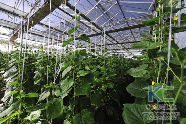 無土栽培，無土栽培技術，無土栽培設備