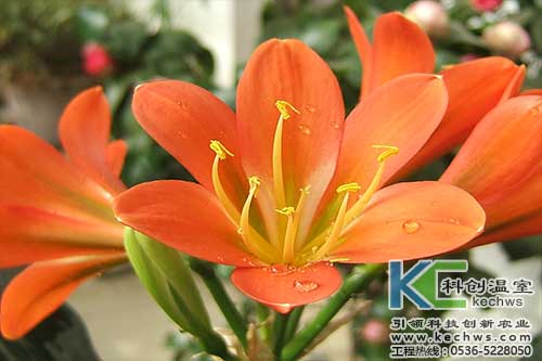 無土栽培，無土栽培技術，無土栽培設備