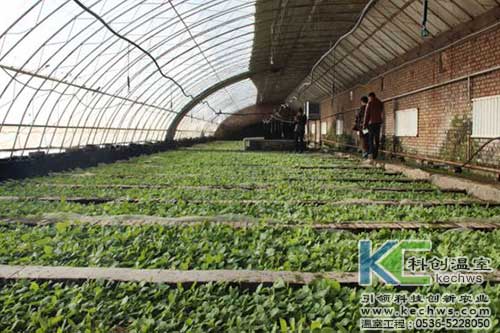 無土栽培，無土栽培技術，無土栽培設備