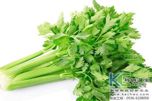 無土栽培,無土栽培技術(shù),無土栽培設(shè)備