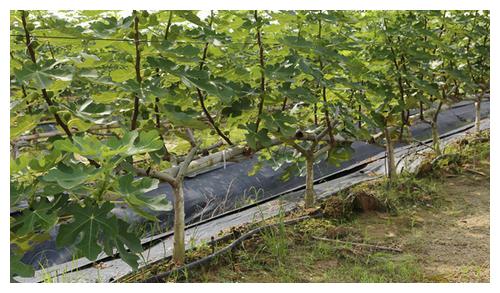 無土栽培，無土栽培技術，無土栽培設備