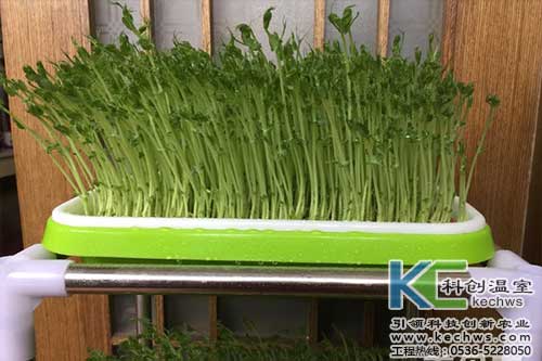 無土栽培，無土栽培技術，無土栽培設備