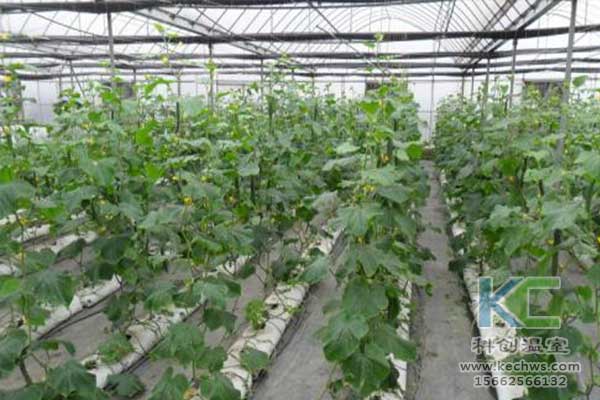 無(wú)土栽培，無(wú)土栽培技術(shù)，無(wú)土栽培設(shè)備