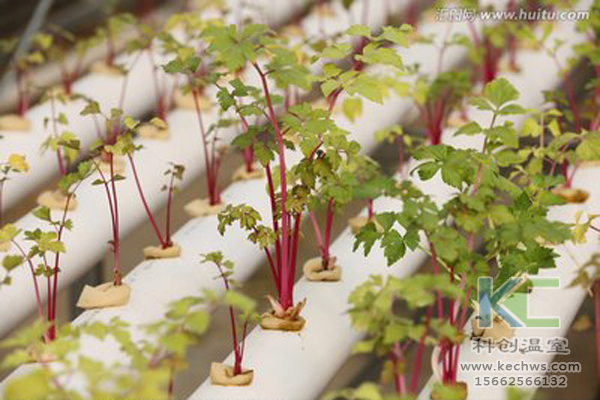 無(wú)土栽培，無(wú)土栽培技術(shù)，無(wú)土栽培設(shè)備