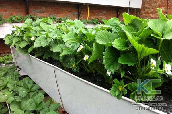 無(wú)土栽培，無(wú)土栽培技術(shù)，無(wú)土栽培設(shè)備